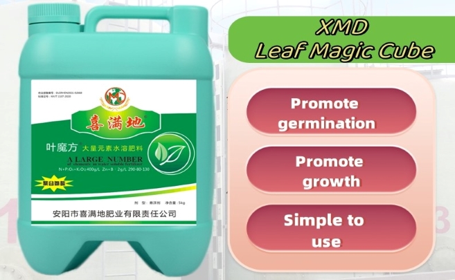 XMD Leaf Magic Cube